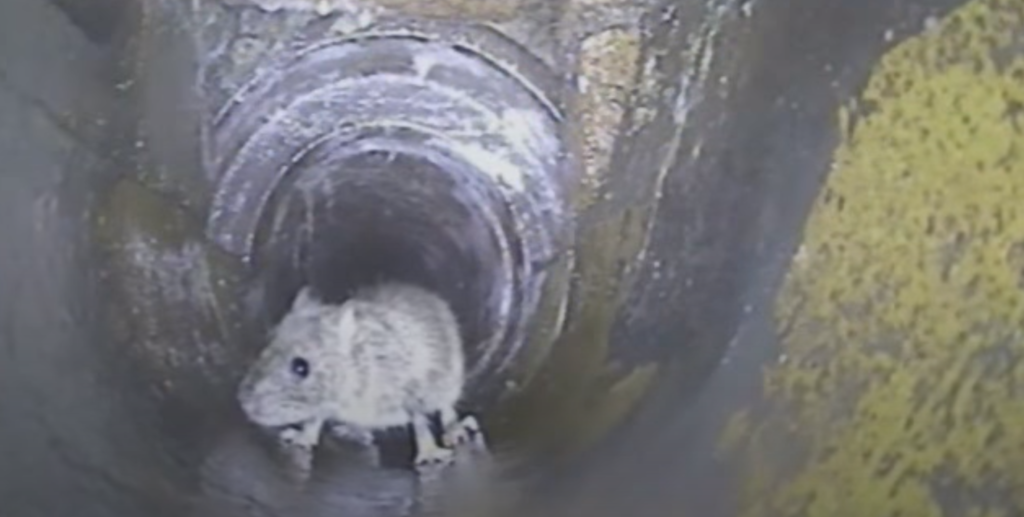 CCTV Drain Inspections: Safeguard Against Rats in Bournemouth